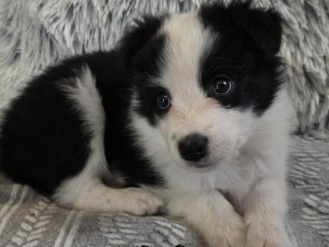 Border Collie fajtatiszta kiskutyák eladók