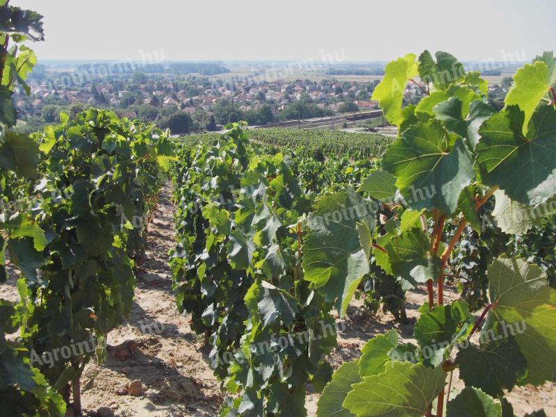 Szőlő és borospince a Tokaji hegyvidéken