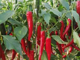 Eladó fűszerpaprika