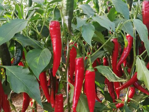 Eladó fűszerpaprika Eladó fűszerpaprika