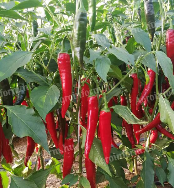 Eladó fűszerpaprika
