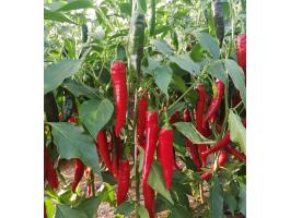 Eladó fűszerpaprika