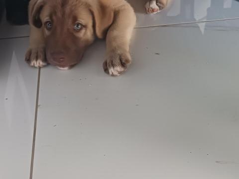 Kangal kislány kutya 9 hetes