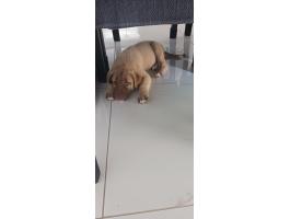 Kangal kislány kutya 9 hetes