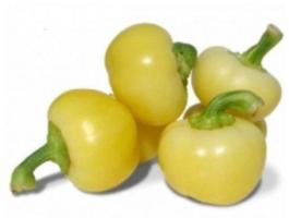 Friss almapaprika közvetlenül a termelőtől