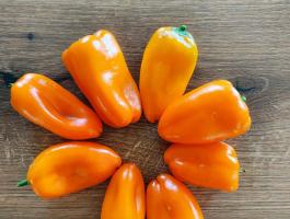 Friss snackpaprika közvetlenül a termelőtől