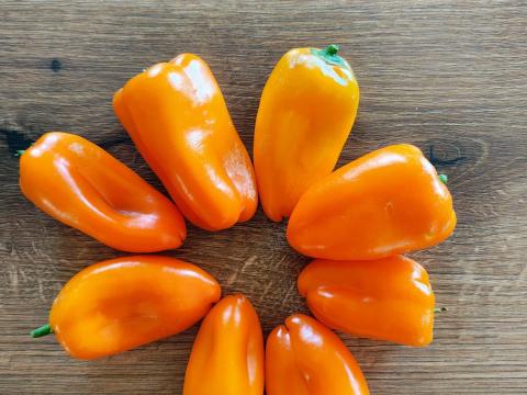 Friss snackpaprika közvetlenül a termelőtől Friss snackpaprika közvetlenül a termelőtől
