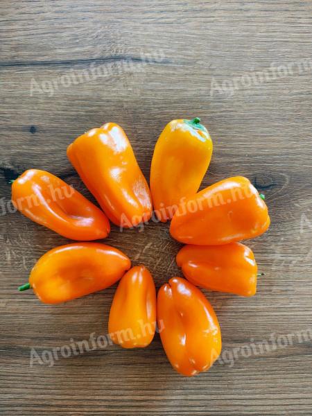 Friss snackpaprika közvetlenül a termelőtől