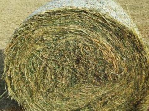 Minőségi 170-es lucernabála eladó – készletről Minőségi 170-es lucernabála eladó – készletről