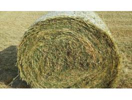 Minőségi 170-es lucernabála eladó – készletről!