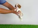 Törzskönyves Cavalier King Charles Spániel kiskutya