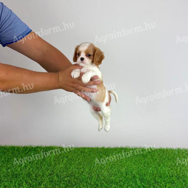 Törzskönyves Cavalier King Charles Spániel kiskutya