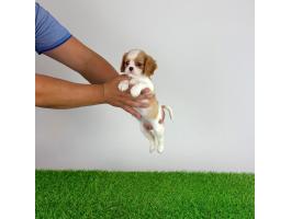 Törzskönyves Cavalier King Charles Spániel kiskutya