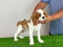 Törzskönyves Cavalier King Charles Spániel kiskutya