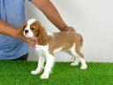 Törzskönyves Cavalier King Charles Spániel kiskutya