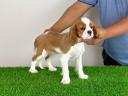 Törzskönyves Cavalier King Charles Spániel kiskutya