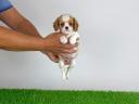 Törzskönyves Cavalier King Charles Spániel kiskutya