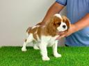 Törzskönyves Cavalier King Charles Spániel kiskutya