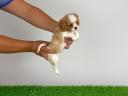 Törzskönyves Cavalier King Charles Spániel kiskutya