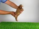 Törzskönyves Cavalier King Charles Spániel kiskutya
