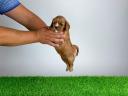 Törzskönyves Cavalier King Charles Spániel kiskutya