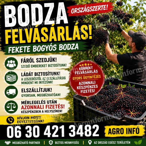 Bodza