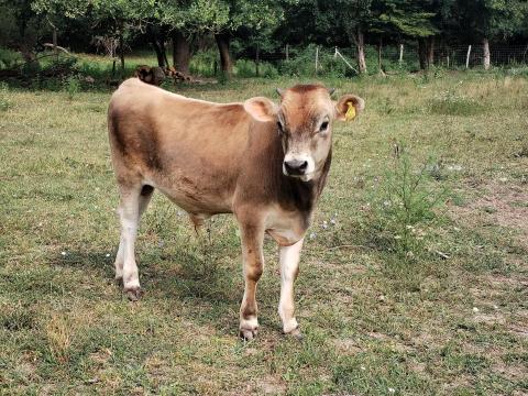 Jersey tehén és bikaborjú eladó Jersey tehén és bikaborjú eladó