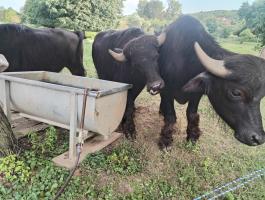 Eladó 2 db házi vízibivaly bika növendék