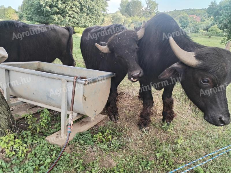 Eladó 2 db házi vízibivaly bika növendék