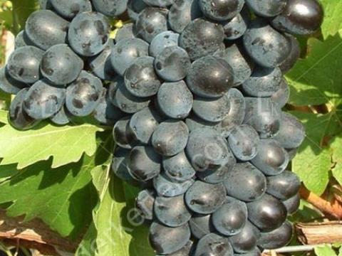 Néró szőlő eladó Néró szőlő eladó