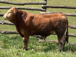 Eladó 1 darab, most vizsgázott, genetikailag szarvatlan limousin homozigóta szarvasmarha tenyészbika