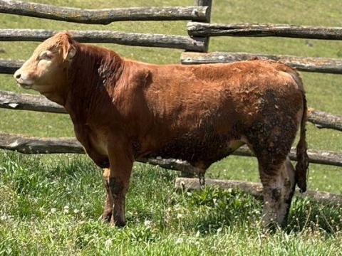 Eladó 1 darab, most vizsgázott, genetikailag szarvatlan limousin homozigóta szarvasmarha tenyészbika