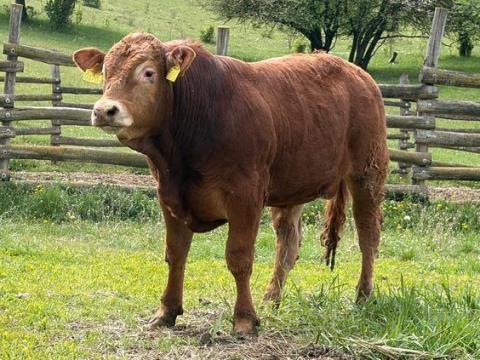 Eladó 4 darab, most vizsgázott, genetikailag szarvatlan limousin szarvasmarha tenyészbika Eladó 4 darab, most vizsgázott, genetikailag szarvatlan limousin szarvasmarha tenyészbika