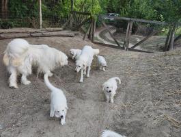 Ingyen elvihető kuvasz jellegű kiskutyák