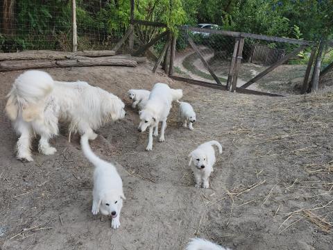 Ingyen elvihető kuvasz jellegű kiskutyák Ingyen elvihető kuvasz jellegű kiskutyák