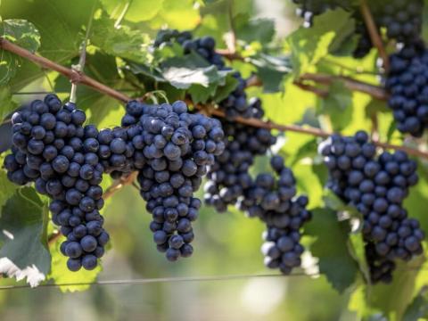 Eladó borszőlő a Szekszárdi borvidéken Eladó borszőlő a Szekszárdi borvidéken