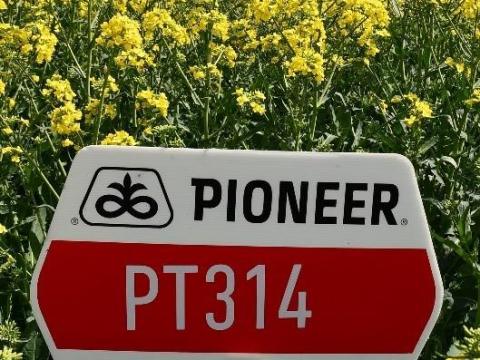 Pioneer PT314 Lumigen™ (rovar- és gombaölő nélkül) repce vetőmag