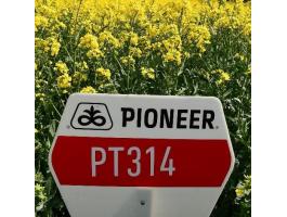 Pioneer PT314 Lumigen™ (rovar- és gombaölő nélkül) repce vetőmag