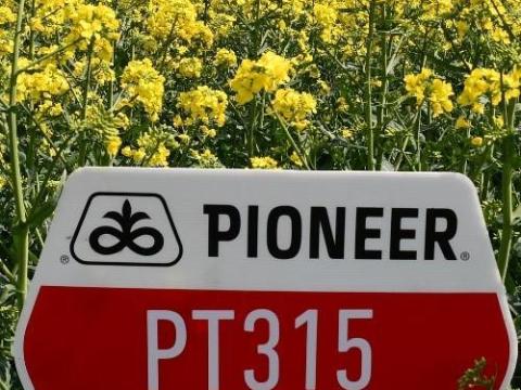 Pioneer PT315 (LUMIGEN™ Lumiposa rovarölős) repce vetőmag