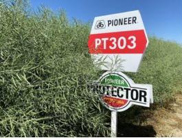 Pioneer PT303 (LUMIGEN™ Lumiposa rovarölős) repce vetőmag