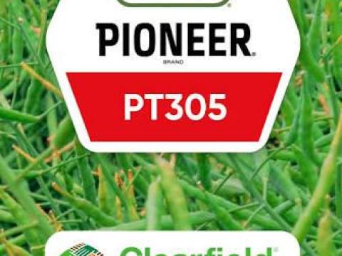 Pioneer PT305 (LUMIGEN™ Lumiposa rovarölős) repce vetőmag