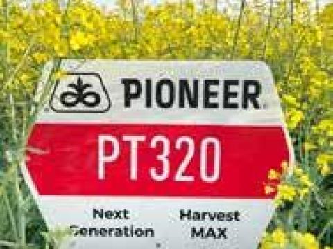 Pioneer PT320 (Lumigen™ Lumiposa rovarölős) repce vetőmag