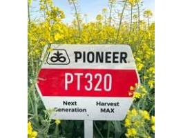 Pioneer PT320 (Lumigen™ Lumiposa rovarölős) repce vetőmag