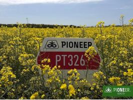 Pioneer PT326 (LUMIGEN™ Lumiposa rovarölős) repce vetőmag