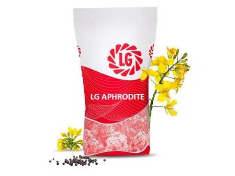LG Aphrodite (Scenic Gold + Lumiposa) repce vetőmag