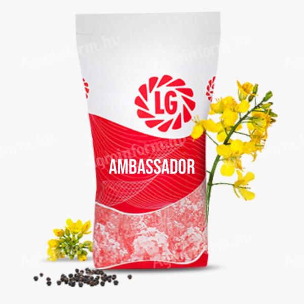 LG Ambassador (csávázatlan) repce vetőmag