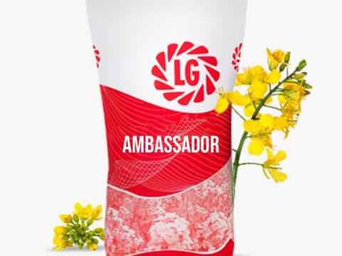 LG Ambassador (Scenic Gold + Lumiposa) repce vetőmag