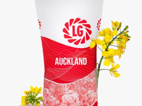 LG Auckland (Scenic Gold + Lumiposa) repce vetőmag LG Auckland (Scenic Gold + Lumiposa) repce vetőmag