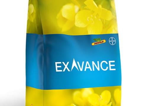 DK (DEKALB) Exavance (A335 Gold/772) repce vetőmag DK (DEKALB) Exavance (A335 Gold/772) repce vetőmag