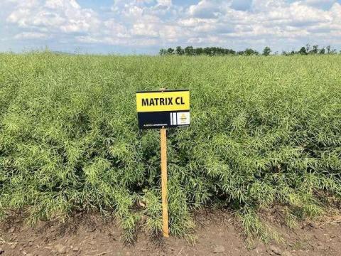 RAPOOL Matrix CL (Integral Pro® + Lumiposa® + biostimulátor) repce vetőmag RAPOOL Matrix CL (Integral Pro® + Lumiposa® + biostimulátor) repce vetőmag